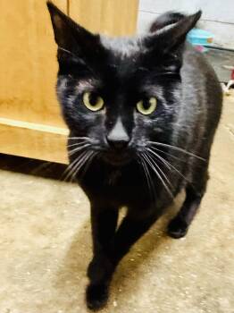 Toothless -  Domestic Short Hair Cat for Adoption in Greensburg, Pennsylvania - Toothless | PetCurious