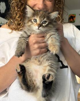 Rowan (A141550) -  Tabby Cat for Adoption in Burbank, California - Rowan (A141550) | PetCurious
