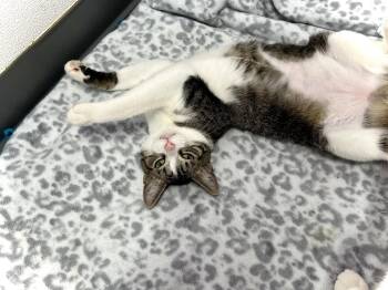Egg -  Domestic Short Hair Cat for Adoption in Estherville, Iowa - Egg | PetCurious