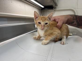 GORGONZOLA -  Domestic Short Hair Cat for Adoption in Grand Prairie, Texas - GORGONZOLA | PetCurious