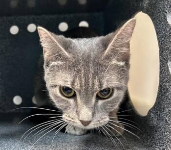 Daisy -  Domestic Short Hair Cat for Adoption in New York, New York - Daisy | PetCurious