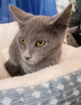 Bunny -  Domestic Short Hair Cat for Adoption in Crocker, Missouri - Bunny | PetCurious