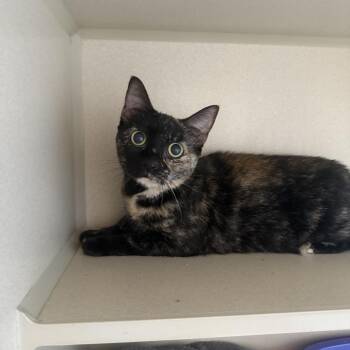 Muffin -  Domestic Short Hair Cat for Adoption in Louisville, Kentucky - Muffin | PetCurious