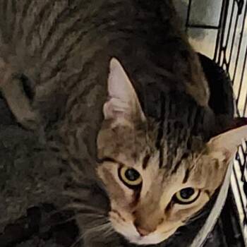 Domestic Short Hair Cats Available for Adoption - Oakley C46395 | PetCurious