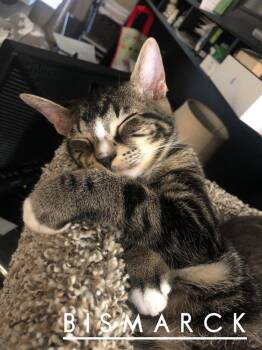 Fred Fred (Bismarck) -  Domestic Short Hair Cat for Adoption in Alafaya, Florida - Fred Fred (Bismarck) | PetCurious