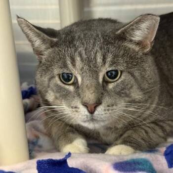 Bruce Whiskery -  Domestic Short Hair Cat for Adoption in Lansing, Michigan - Bruce Whiskery | PetCurious