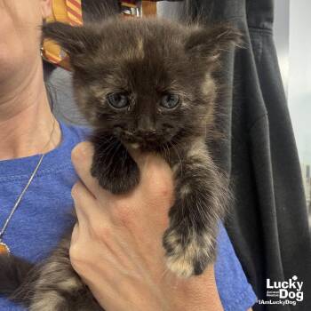 Domestic Medium Hair Cats Available for Adoption in Washington, District Of Columbia - Custard | PetCurious