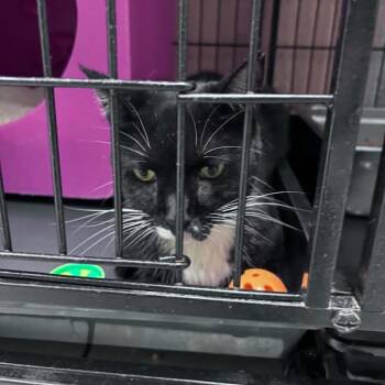 Blythe -  Domestic Short Hair Cat for Adoption in Columbus, North Carolina - Blythe | PetCurious