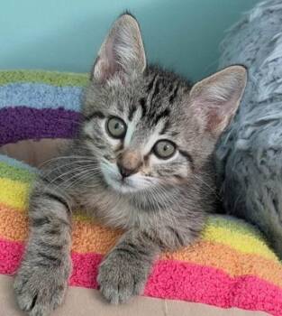 Gym -  Domestic Short Hair Cat for Adoption in Kansas City, Missouri - Gym | PetCurious