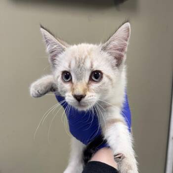 Domestic Short Hair Cats Available for Adoption in West Olive, Michigan - Club Lulu | PetCurious