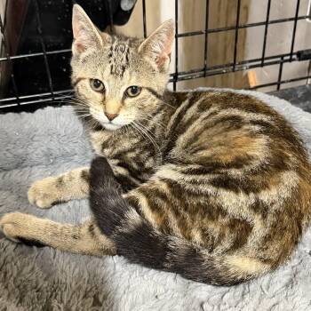 Miss Marbles -  Bengal and Domestic Short Hair Cat for Adoption in Williamsville, New York - Miss Marbles | PetCurious