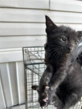 A658042 -  Domestic Short Hair Cat for Adoption in Houston, Texas - A658042 | PetCurious