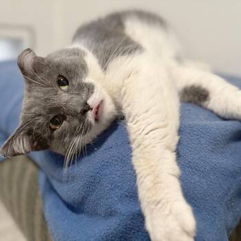 Fazoli -  Domestic Short Hair Cat for Adoption in Brighton, Missouri - Fazoli | PetCurious