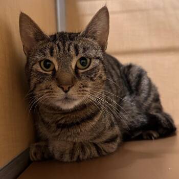 Domestic Short Hair Cats Available for Adoption in Chesapeake, Virginia - Lynn | PetCurious