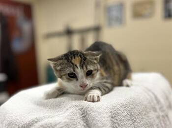 A071674 -  Domestic Short Hair Cat for Adoption in Aliquippa, Pennsylvania - A071674 | PetCurious