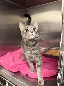 Katz -  Domestic Short Hair Cat for Adoption in Amherst, Virginia - Katz | PetCurious