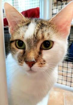 Carol Ann -  Domestic Short Hair Cat for Adoption in Altoona, Pennsylvania - Carol Ann | PetCurious