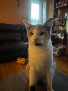 Rescue Domestic Short Hair Cats for Adoption in Fort Worth, Texas - Tabitha/Tory | PetCurious