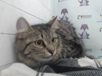 LOKI -  Domestic Long Hair Cat for Adoption in Orlando, Florida - LOKI | PetCurious