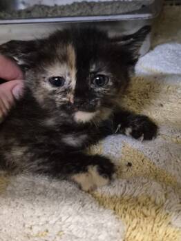 Rescue Domestic Medium Hair Cats for Adoption in Napa, California - Pop | PetCurious