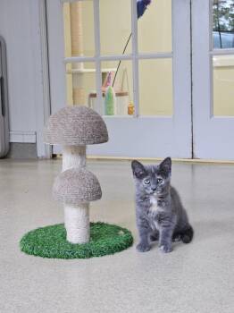 Bambi -  Dilute Tortoiseshell Cat for Adoption in Westbrook, Connecticut - Bambi | PetCurious