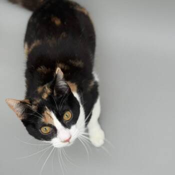 Domestic Short Hair Cats Available for Adoption - Olivia | PetCurious