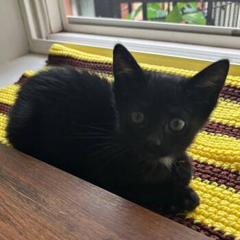 PeePaw -  Domestic Short Hair Cat for Adoption in Evanston, Illinois - PeePaw | PetCurious
