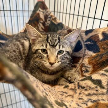 Blossom -  Domestic Short Hair Cat for Adoption in Louisville, Kentucky - Blossom | PetCurious