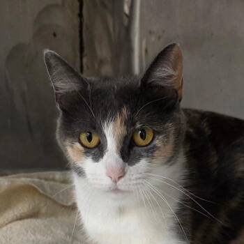 Patches -  Domestic Short Hair Cat for Adoption in Williston, Florida - Patches | PetCurious