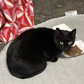 Domestic Short Hair Cats Available for Adoption in Roanoke, Virginia - Birch | PetCurious