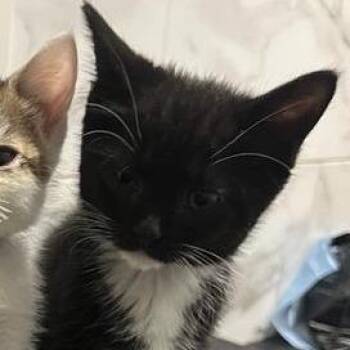 Godiva -  Domestic Short Hair Cat Available for Adoption in Pasadena, California - Godiva | PetCurious