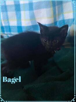 Bagel -  Domestic Short Hair Cat for Adoption in Shawnee, Oklahoma - Bagel | PetCurious