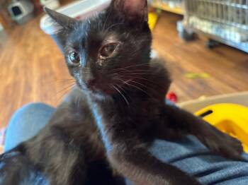 Rescue Domestic Short Hair Cats for Adoption in Cumming, Georgia - Olsen | PetCurious