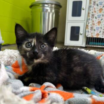 Cashew-2216 -  Domestic Short Hair Cat for Adoption in Tyler, Texas - Cashew-2216 | PetCurious