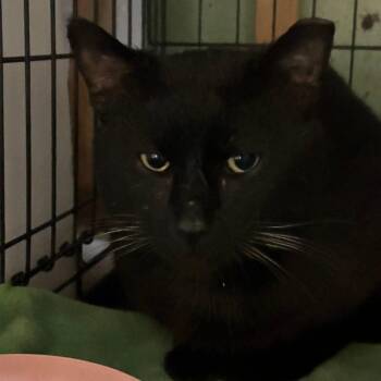 Deon ARC2025-218 -  Domestic Short Hair Cat for Adoption in Akron, New York - Deon ARC2025-218 | PetCurious