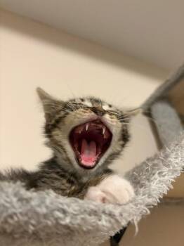 Traveler -  Domestic Short Hair Cat for Adoption in Seattle, Washington - Traveler | PetCurious