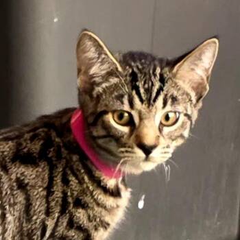 Alex -  Domestic Short Hair Cat for Adoption in Goleta, California - Alex | PetCurious