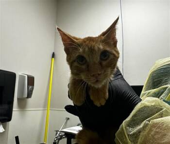 FRANKLIN -  Domestic Short Hair Cat for Adoption in Pueblo, Colorado - FRANKLIN | PetCurious