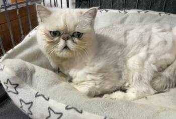 Persha -  Persian Cat for Adoption in Broomall, Pennsylvania - Persha | PetCurious