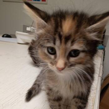 Domestic Short Hair Cats Available for Adoption in Dallas, Texas - Nemo | PetCurious