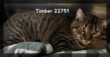 TIMBER -  Domestic Short Hair Cat for Adoption in Marietta, Georgia - TIMBER | PetCurious