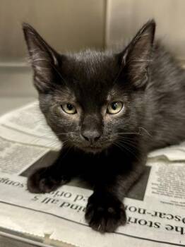Dean -  Domestic Short Hair Cat for Adoption in Wichita, Kansas - Dean | PetCurious
