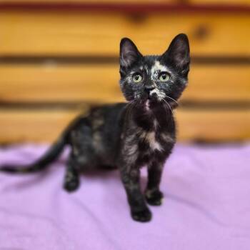 Harmony -  Domestic Short Hair and Mixed Breed Cat for Adoption in Woodstock, Illinois - Harmony | PetCurious