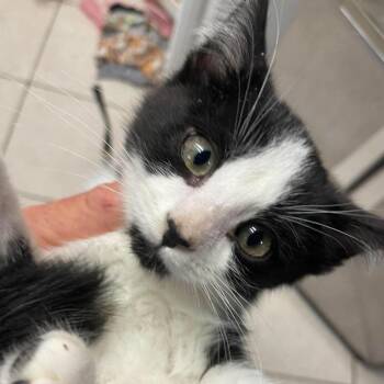 Domestic Short Hair Cats Available for Adoption in Hemet, California - Link | PetCurious