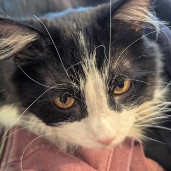 Psyche -  Domestic Long Hair Cat Available for Adoption in Murray, Utah - Psyche | PetCurious