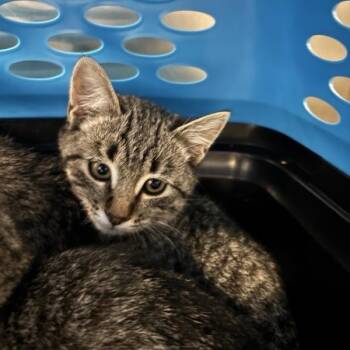 Rescue Domestic Short Hair Cats for Adoption in Salt Lake City, Utah - Berlin | PetCurious