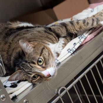 Domestic Short Hair Cats Available for Adoption - Sully | PetCurious