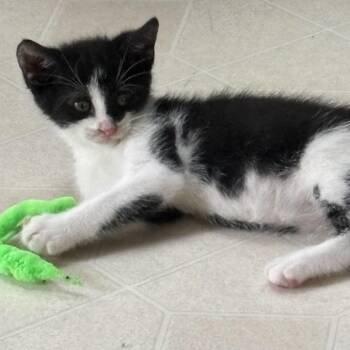 Emmett -  Domestic Short Hair Cat for Adoption in York, Pennsylvania - Emmett | PetCurious