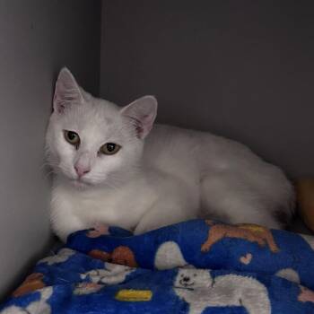 Panda -  Domestic Short Hair Cat for Adoption in Snow Hill, North Carolina - Panda | PetCurious