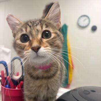 10-4 -  Domestic Short Hair Cat for Adoption in Pekin, Illinois - 10-4 | PetCurious